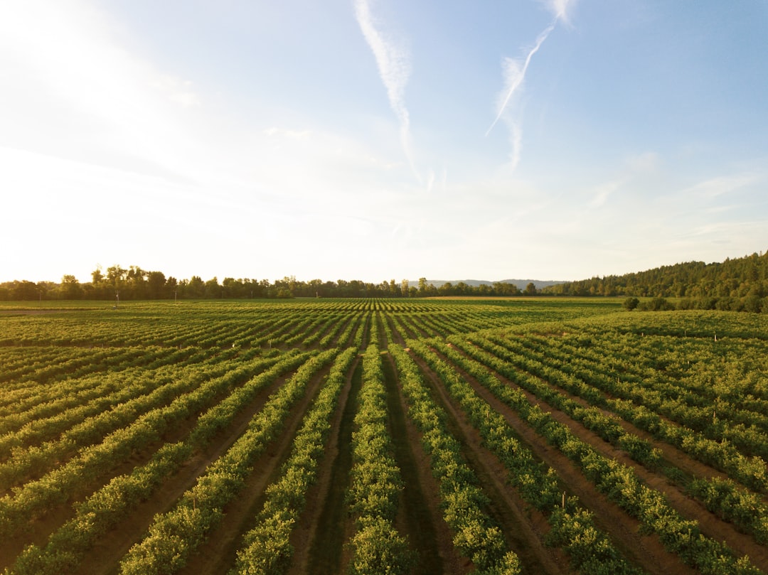 Farming tractor field