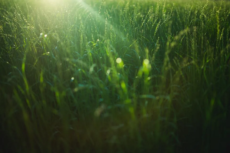 Farm agriculture crops wheat field