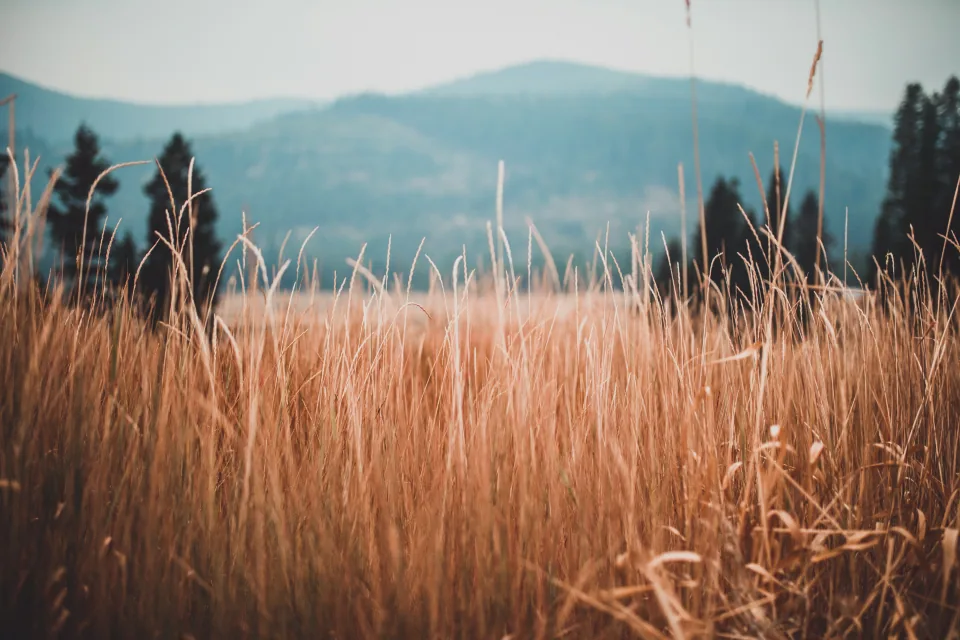 Farm agriculture crops wheat field