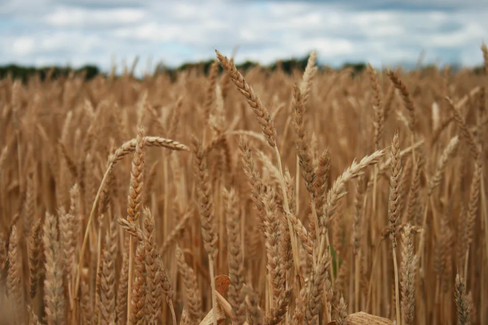 Farm agriculture crops wheat field