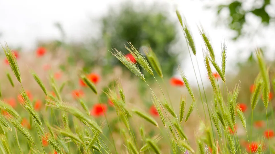 Farm agriculture crops wheat field